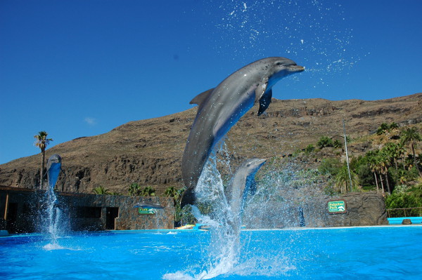 delfinario-palmitos-park